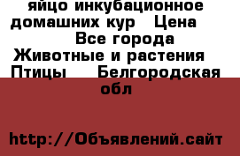 яйцо инкубационное домашних кур › Цена ­ 25 - Все города Животные и растения » Птицы   . Белгородская обл.